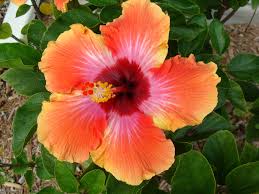 Adds tartness and refreshing botanical notes